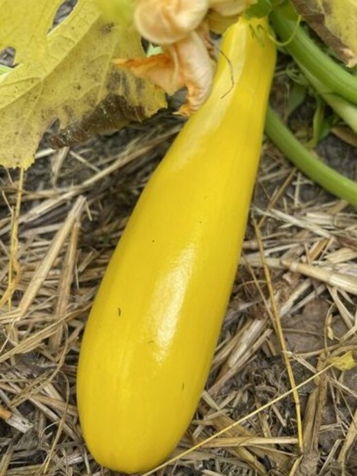 Gemüsesamen-Set "Zucchini" - 4 BIO-Sorten [samenfest]
