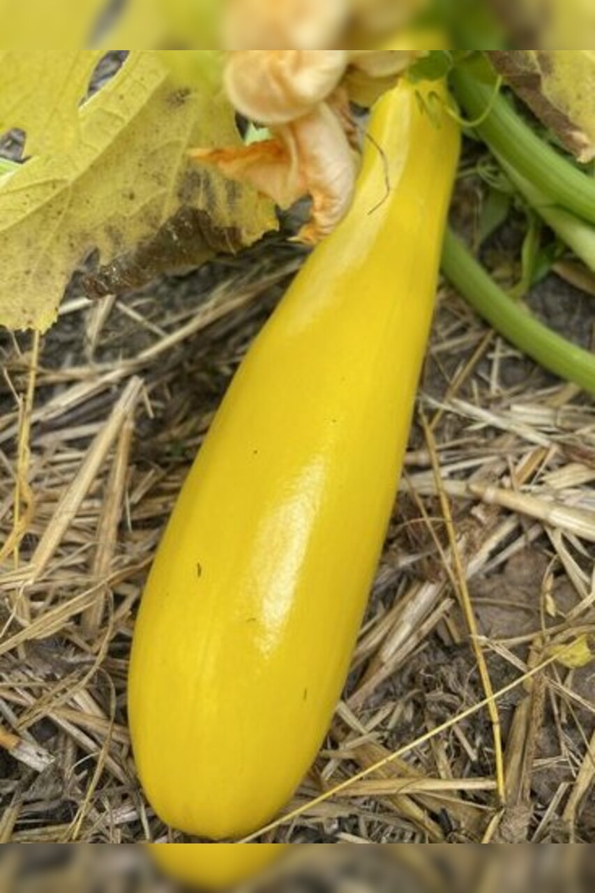 Gemüsesamen-Set "Zucchini" - 4 BIO-Sorten [samenfest]