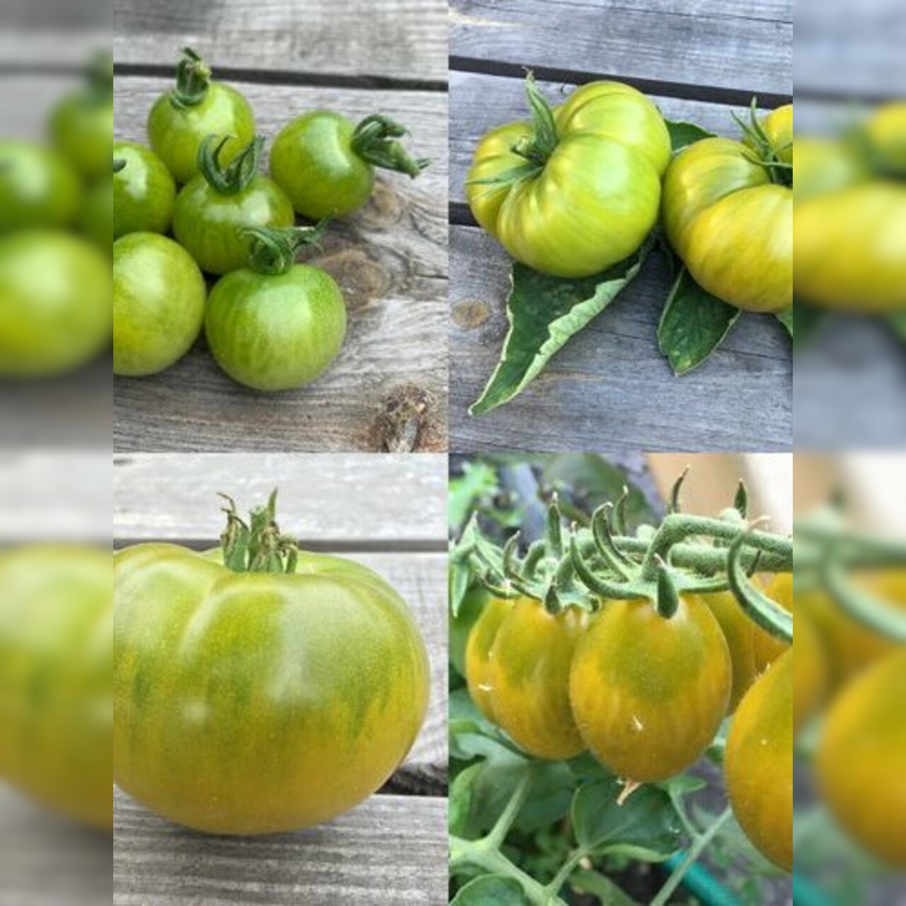 Tomaten-Set "grüne Tomaten" - 4 BIO-Tomatensorten [samenfest]