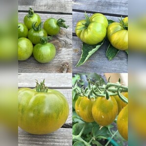 BIO Tomatensamen Set