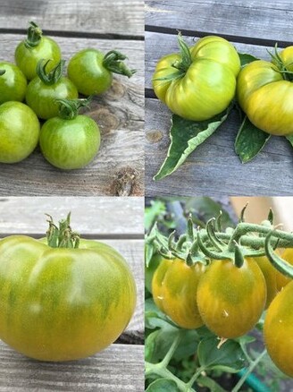 Tomaten-Set "grüne Tomaten" - 4 BIO-Tomatensorten [samenfest]