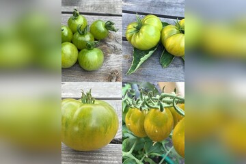 Tomaten Set "grüne Tomaten" - 4 BIO-Tomatensorten [samenfest]