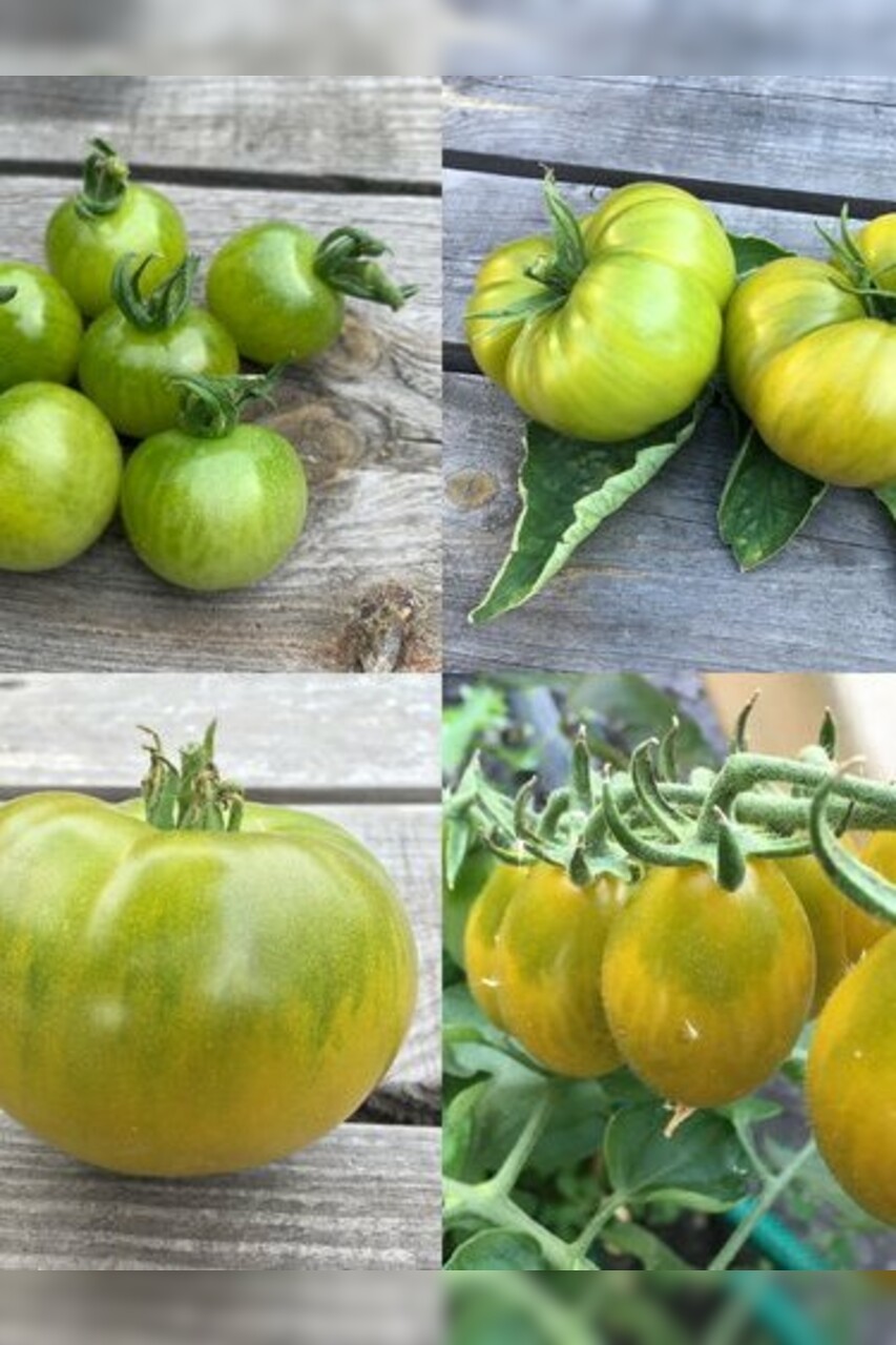 Tomaten-Set "grüne Tomaten" - 4 BIO-Tomatensorten [samenfest]