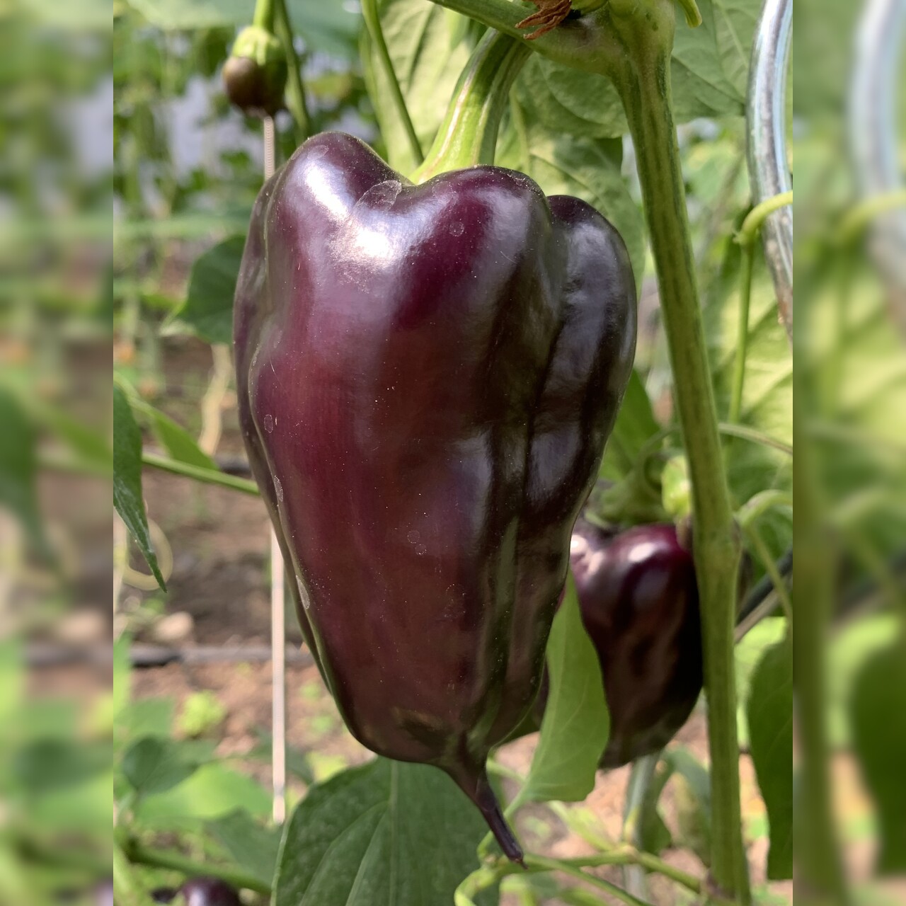 Paprika "Black Hungarian" -BIO-Paprikasamen [samenfest]