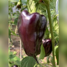 Paprika "Black Hungarian" -BIO-Paprikasamen [samenfest]