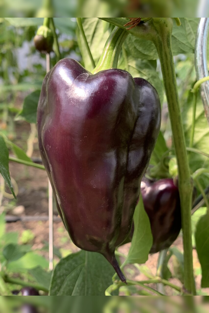 Paprika "Black Hungarian" -BIO-Paprikasamen [samenfest]