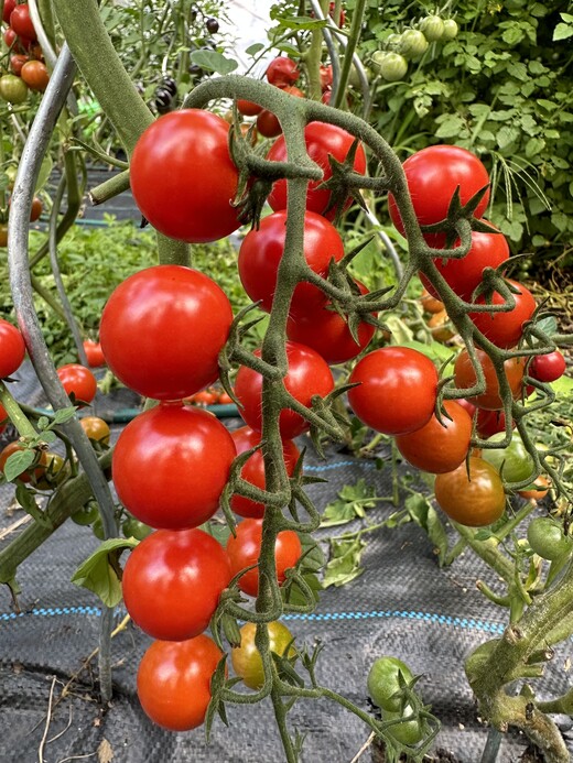 Tomate "mexikanische Honigtomate" - BIO-Tomatensorte [samenfest]