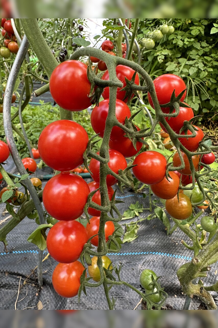 Tomate "mexikanische Honigtomate" - BIO-Tomatensorte [samenfest]