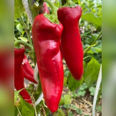 Paprika "Marconi Red" - BIO-Paprikasamen [samenfest]