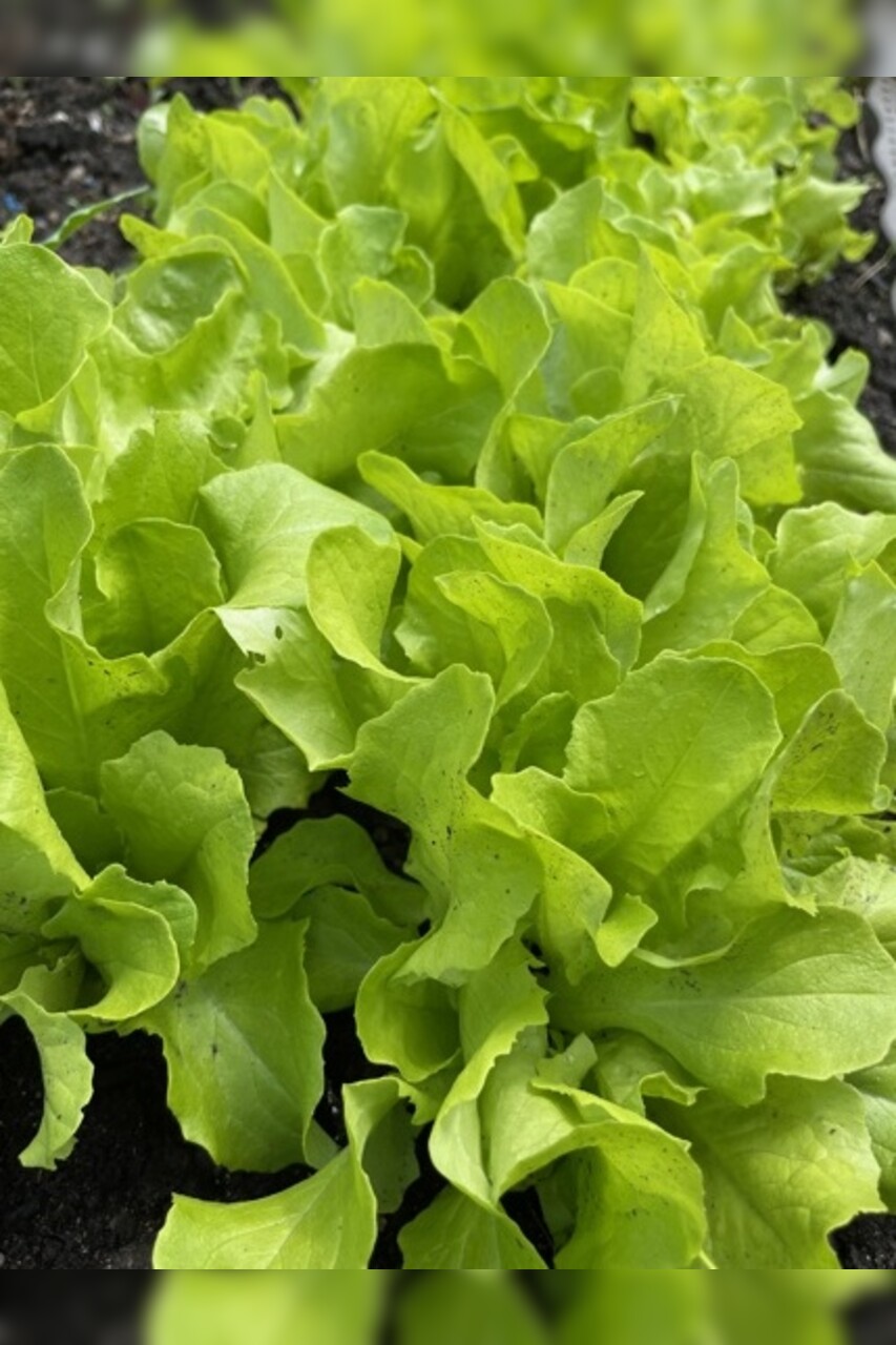 Anzucht-Set "Salat & Dill" [samenfest]