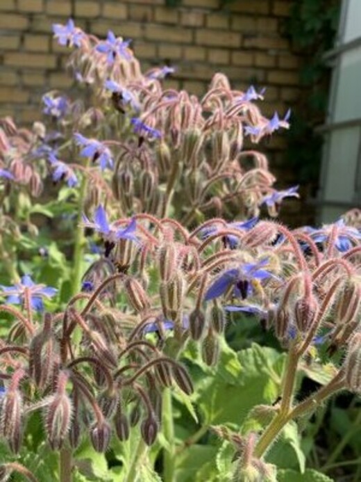 Blumensamen-Set "Gründüngung fürs Gemüsebeet" - 7 BIO-Sorten [samenfest]