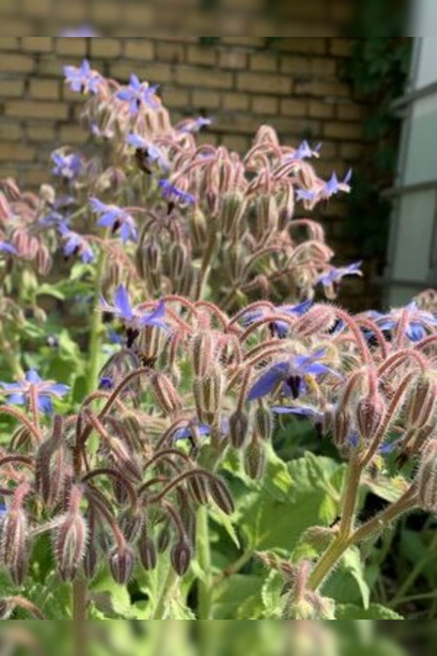 Blumensamen-Set "Gründüngung fürs Gemüsebeet" - 7 BIO-Sorten [samenfest]