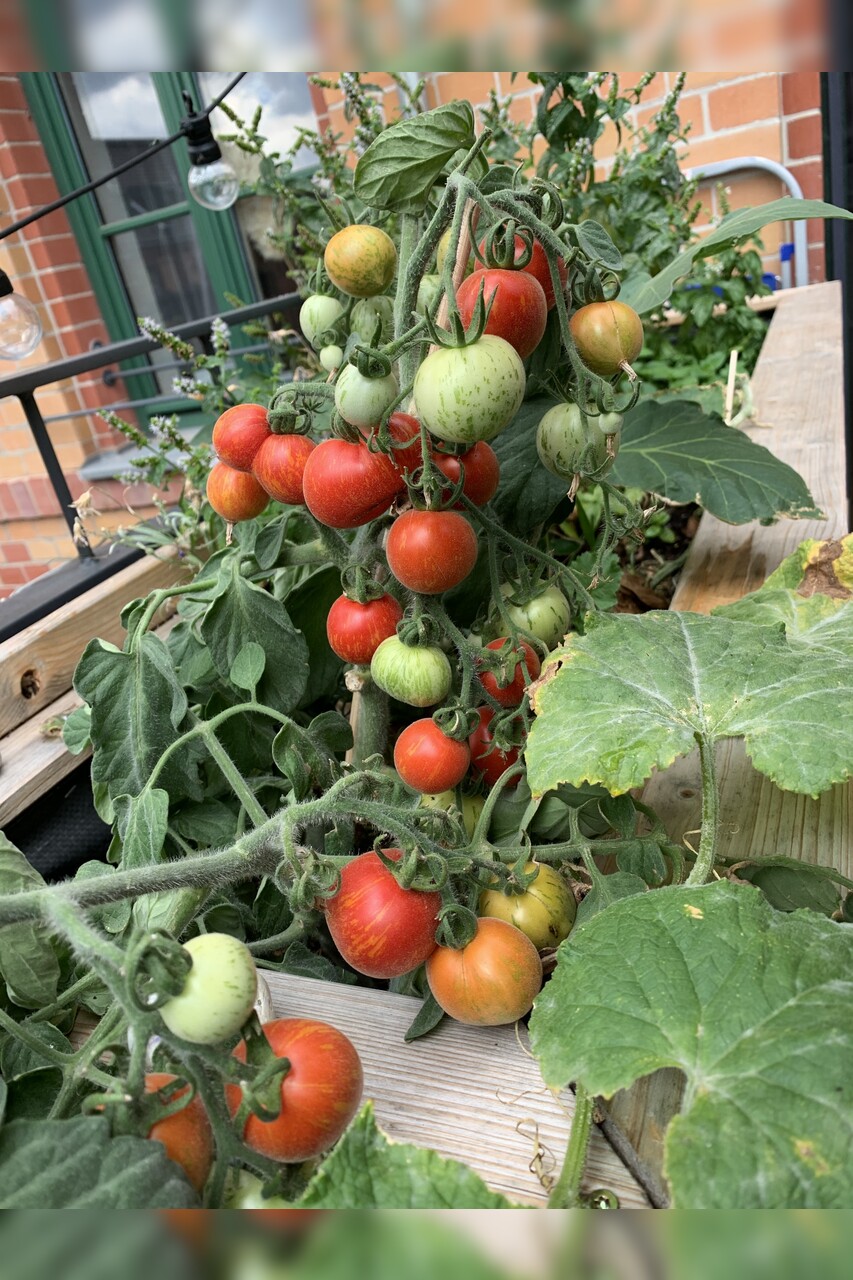 Tomate "Fuzzy Wuzzy" - BIO-Tomatensorte [samenfest]