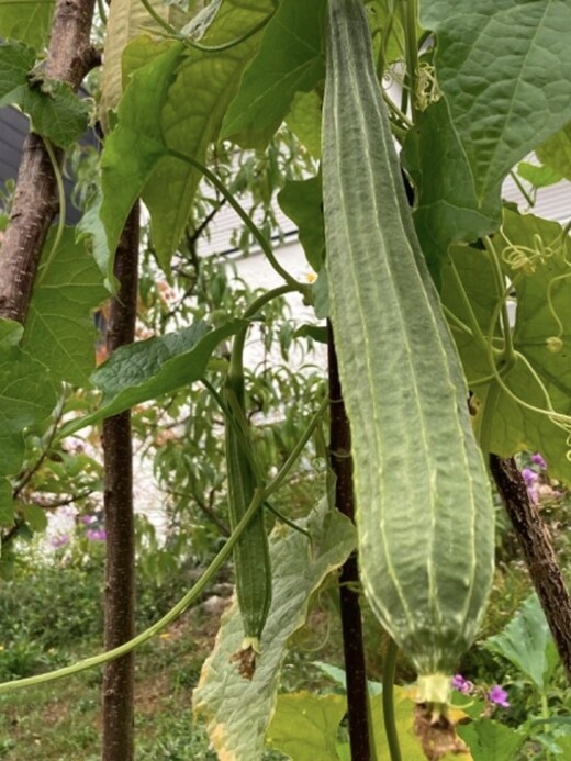 Schwammgurke "Luffa-Gurke" Bio-Freilandgurke (samenfest)