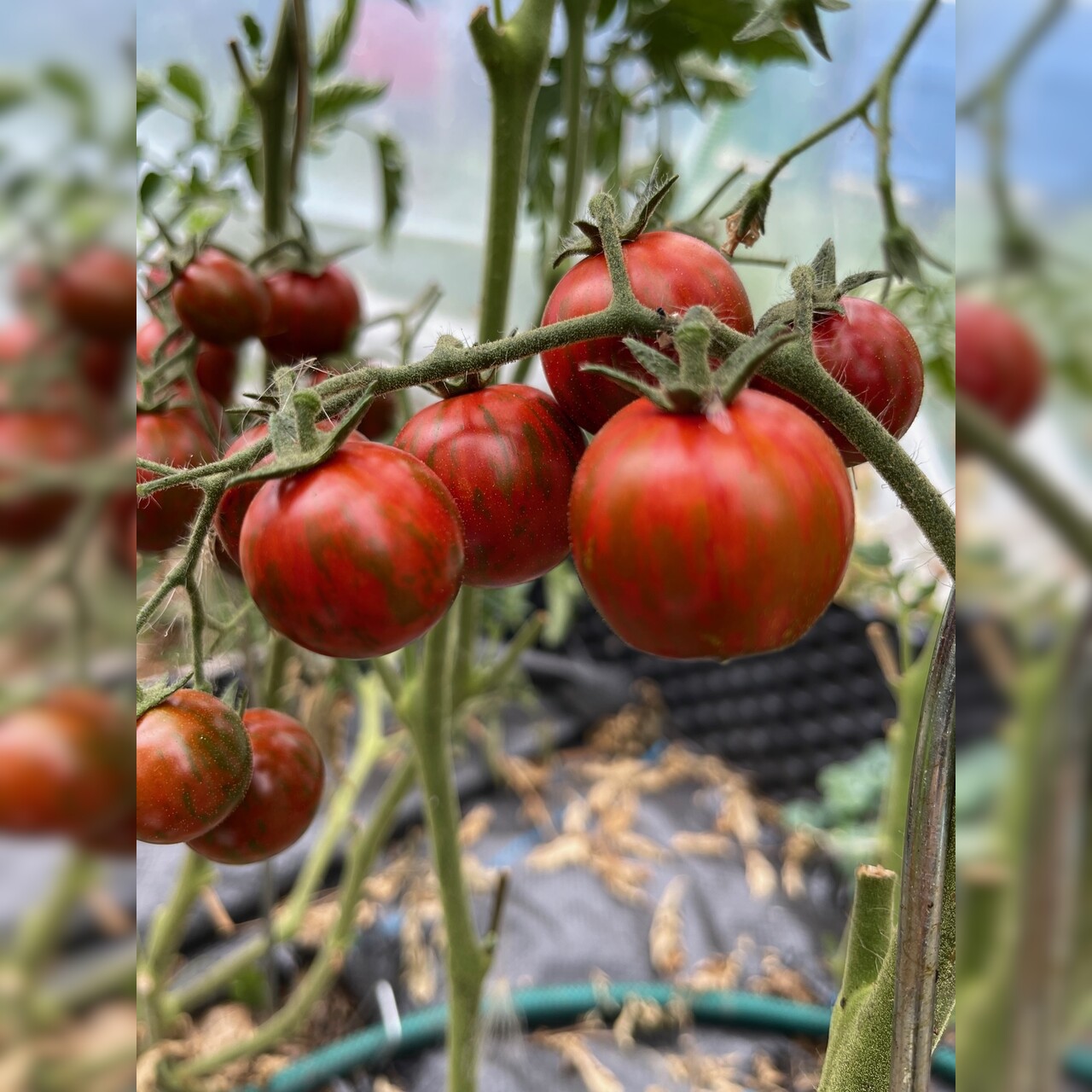 Tomate "Black Zebra Cherry" - BIO-Tomatensorte [samenfest]