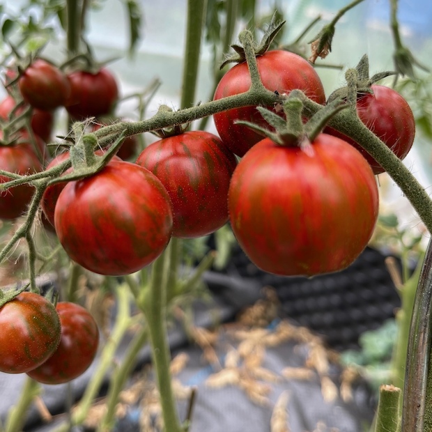 Tomate "Black Zebra Cherry" - BIO-Tomatensorte [samenfest]