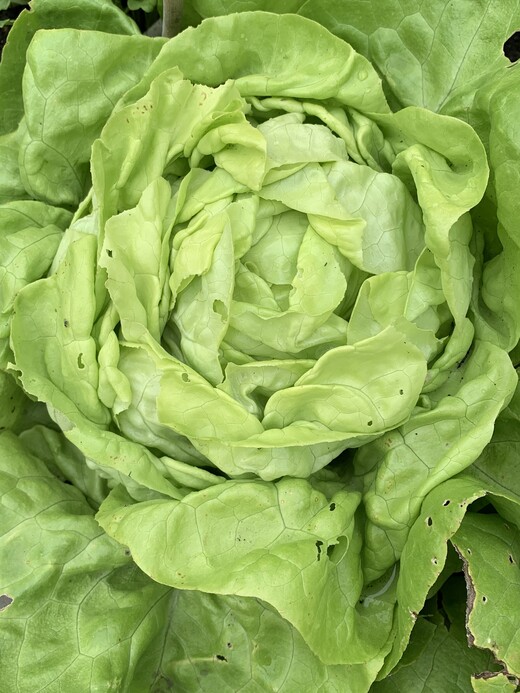 Gemüsesamen-Set „Gartensalat“ - 4 BIO-Sorten [samenfest]