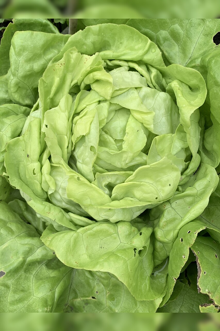 Gemüsesamen-Set „Gartensalat“ - 4 BIO-Sorten [samenfest]