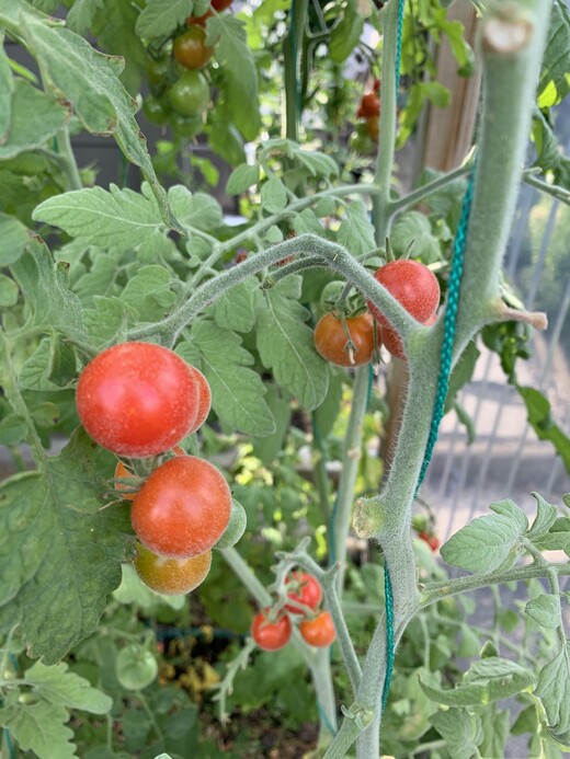 Tomate "Angora Supersweet" - BIO-Tomatensorte [samenfest]