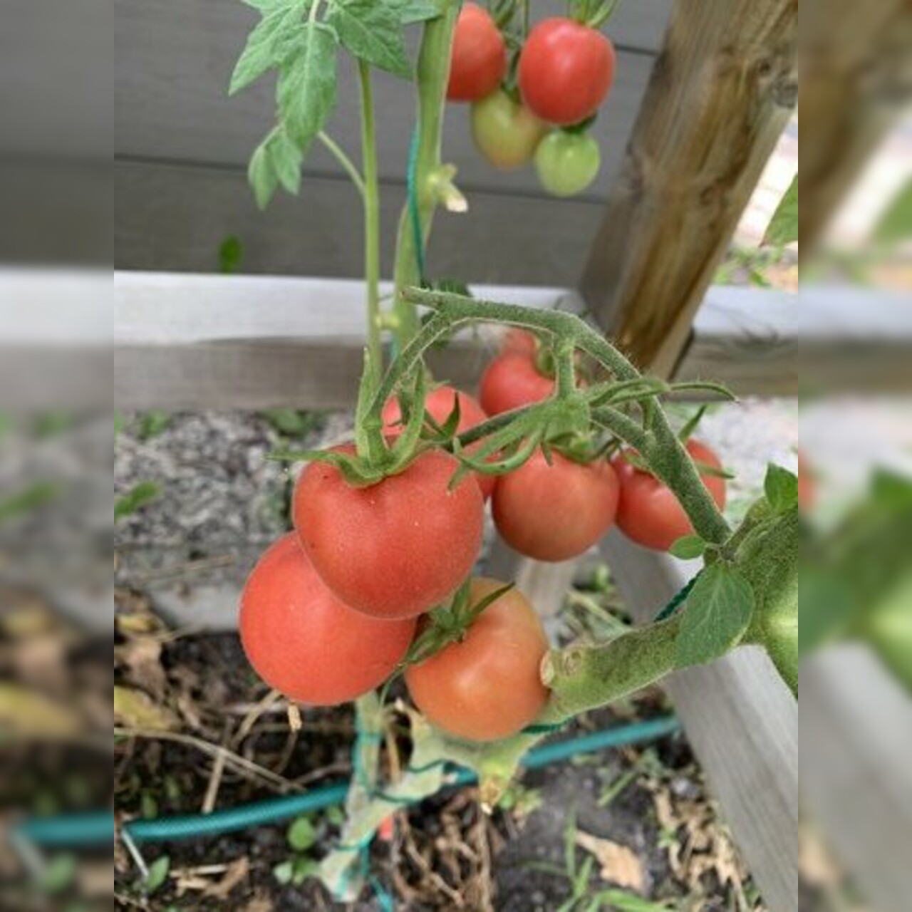 Tomate "Peche Rose" - BIO-Tomatensorte [samenfest]