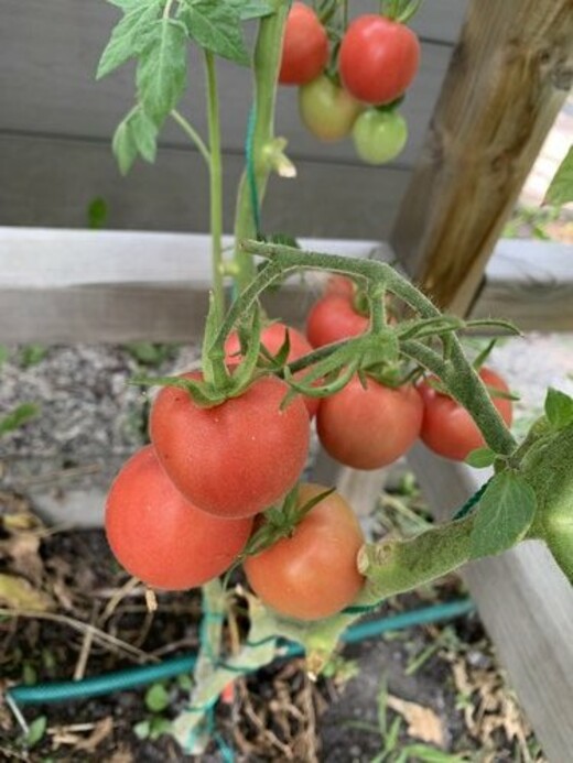 Tomate "Peche Rose" - BIO-Tomatensorte [samenfest]