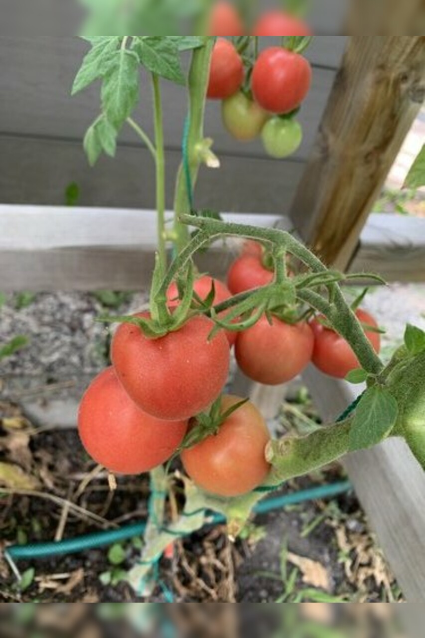 Tomate "Peche Rose" - BIO-Tomatensorte [samenfest]