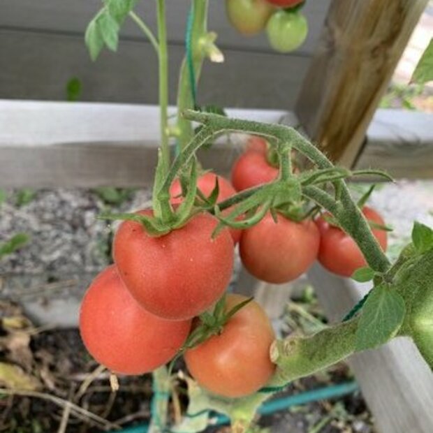Tomate "Peche Rose" - BIO-Tomatensorte [samenfest]
