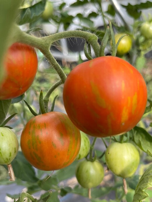 Tomate "Tigerella" - BIO-Tomatensorte [samenfest]