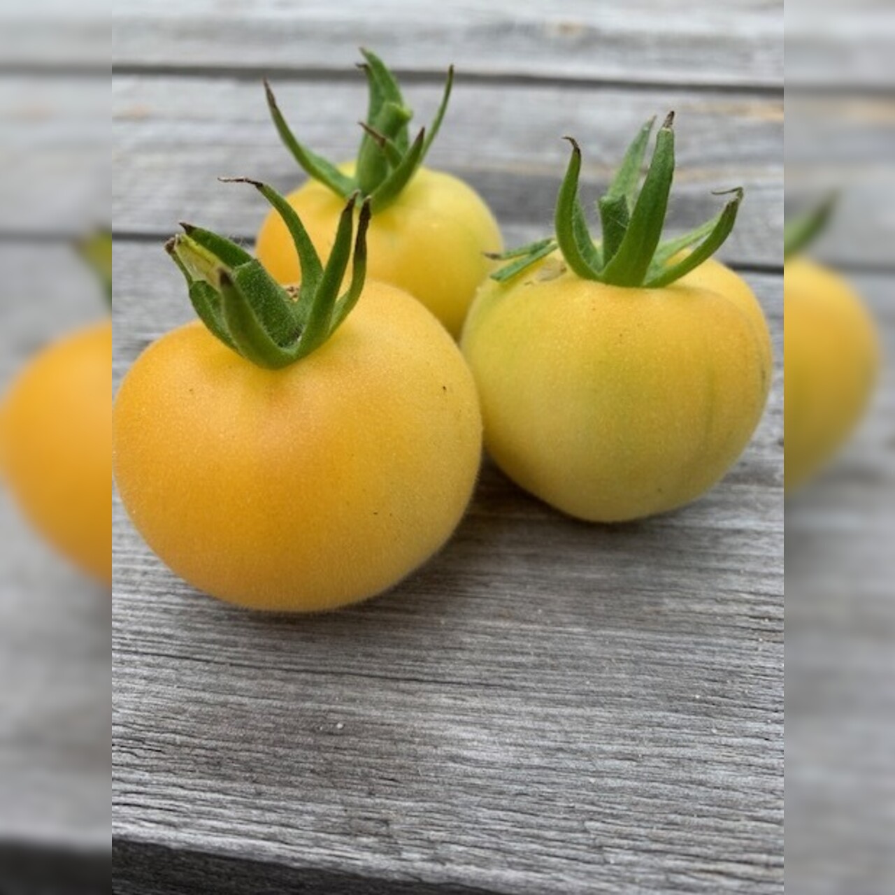 Tomate "weißer Pfirsich" - BIO-Tomatensorte [samenfest]
