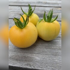Tomate "weißer Pfirsich" - BIO-Tomatensorte [samenfest]