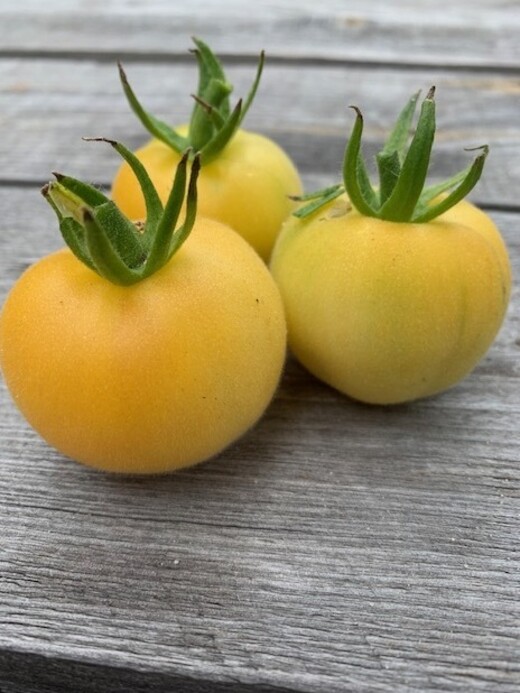 Tomate "weißer Pfirsich" - BIO-Tomatensorte [samenfest]