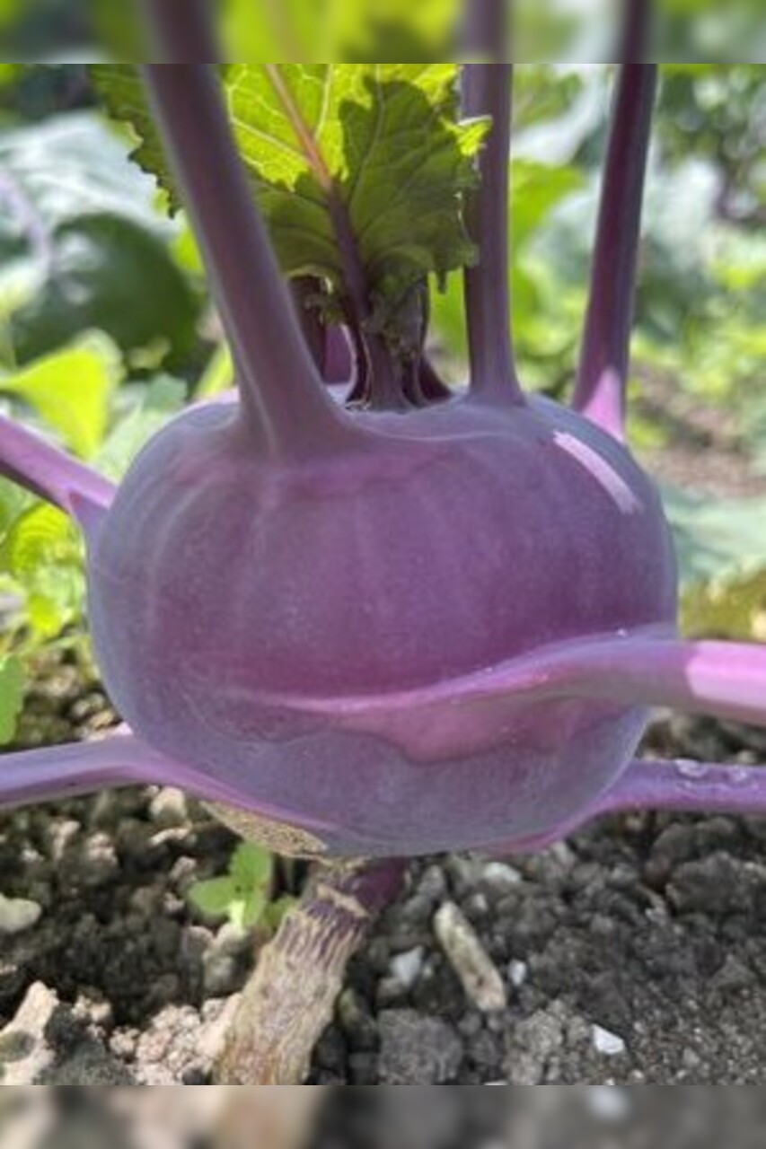 Gemüsesamen-Set "Urban Gardening" - 6 BIO-Gemüsesorten [samenfest]