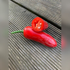 Jalapeno Samen "Biker Bill" (samenfest & BIO)