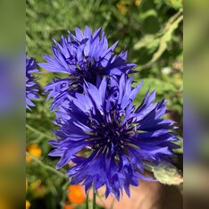 "Kornblume" - BIO-Blumensamen [samenfest]