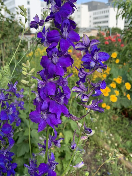 Blumensamen-Mischung „Blühstreifen“ - 9 BIO-Blumensorten [samenfest]