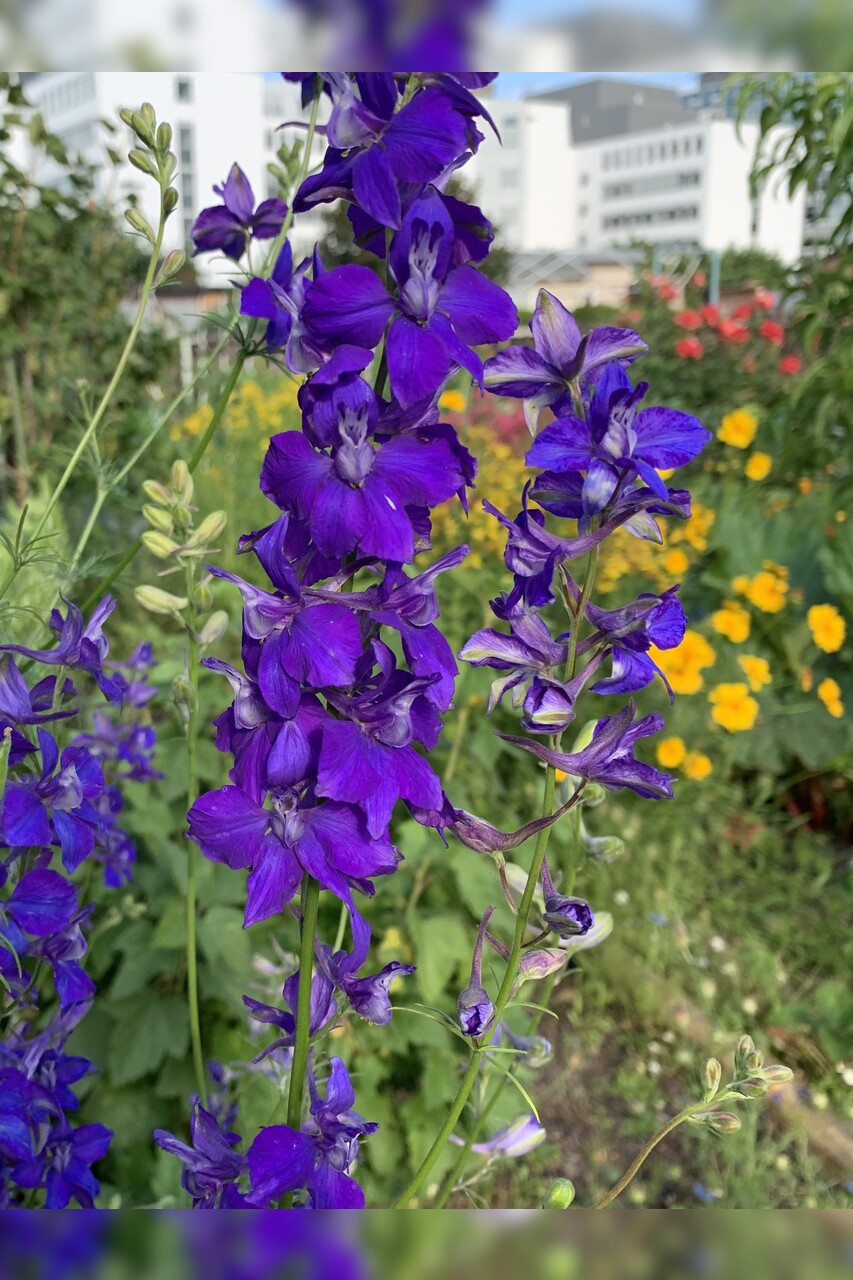 Blumensamen-Mischung „Blühstreifen“ - 9 BIO-Blumensorten [samenfest]