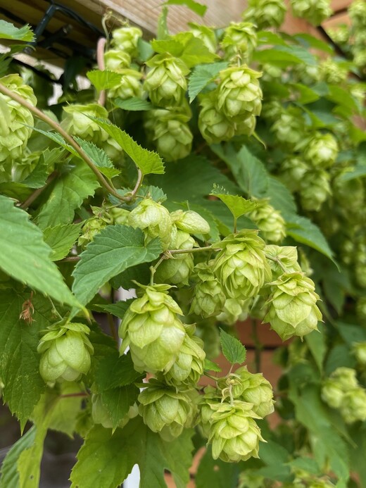 Echter Hopfen - BIO-Hopfensamen [samenfest]