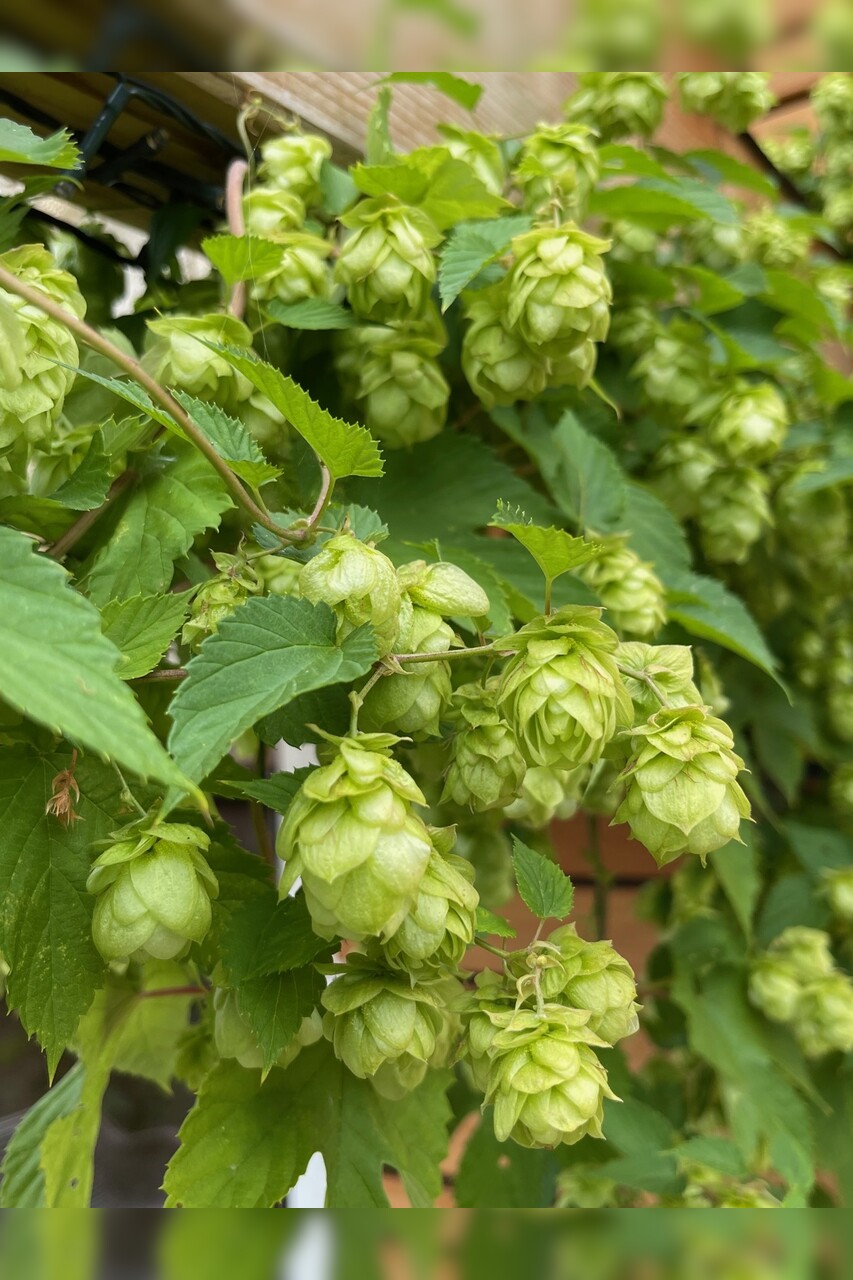 Echter Hopfen - BIO-Hopfensamen [samenfest]