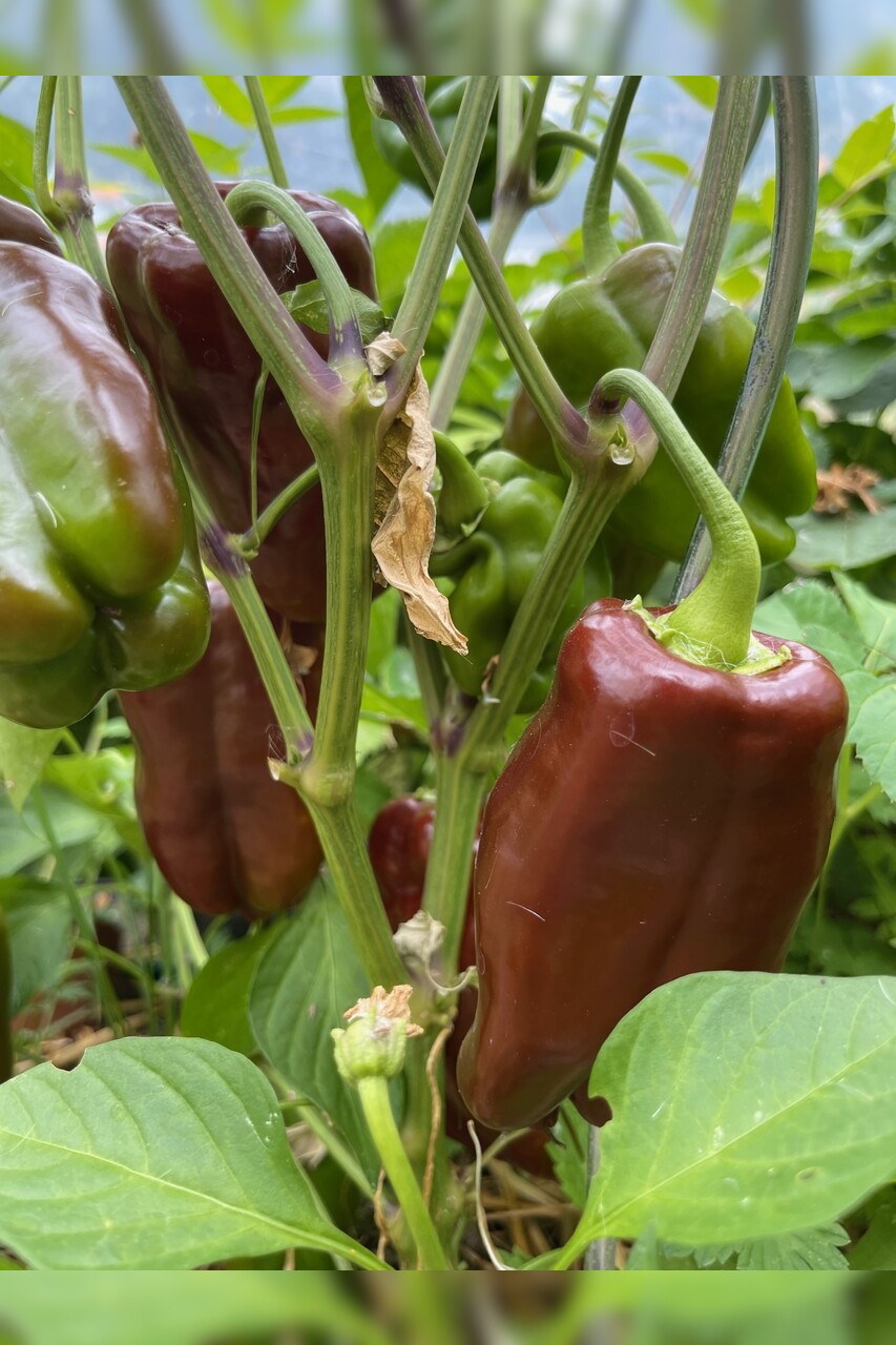 Paprika "Sweet Chocolate" - BIO-Paprikasamen [samenfest]