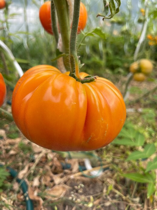 Tomate "Ananastomate" - BIO-Tomatensorte [samenfest]