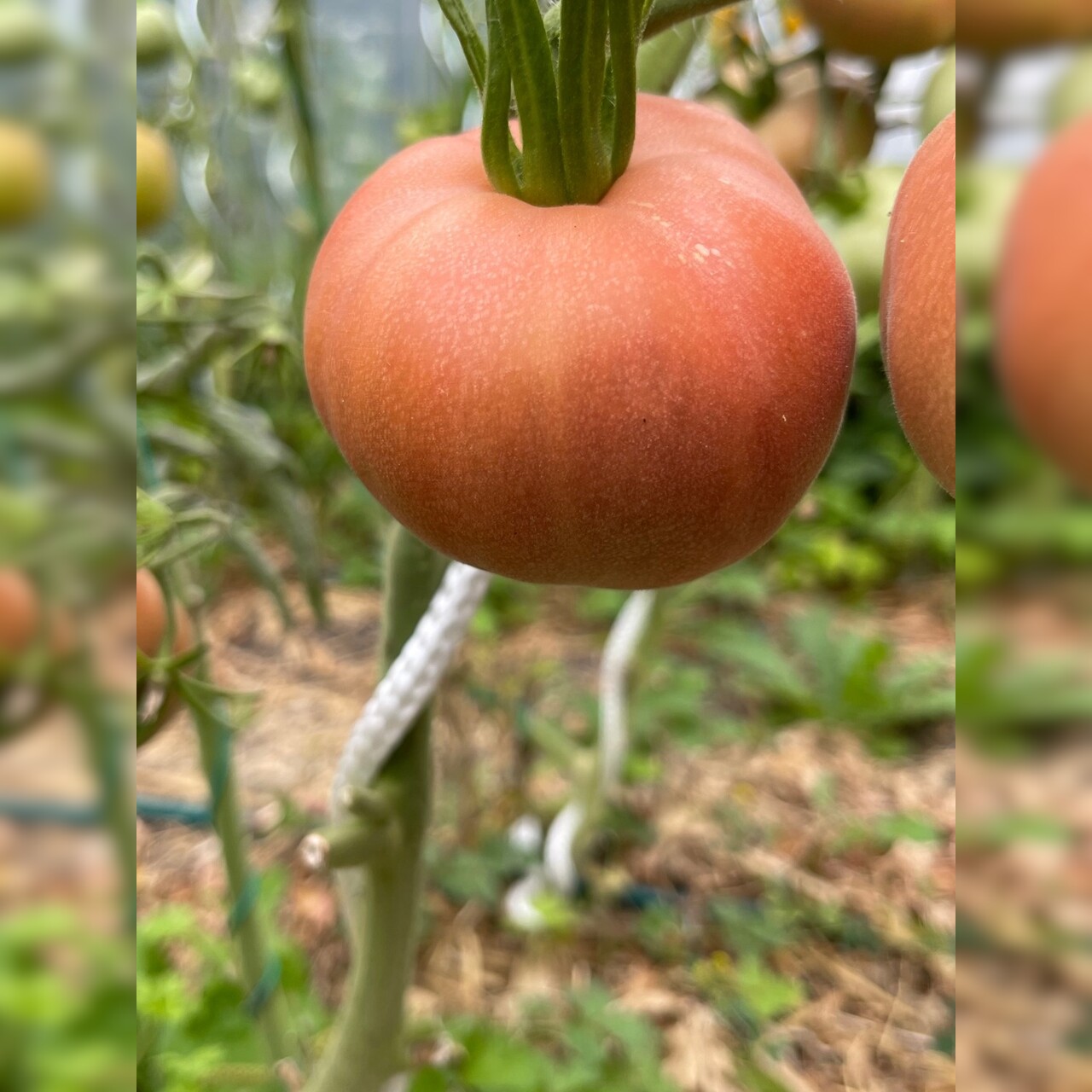 Tomate "Ananas Noir" - BIO-Tomatesorte [samenfest]