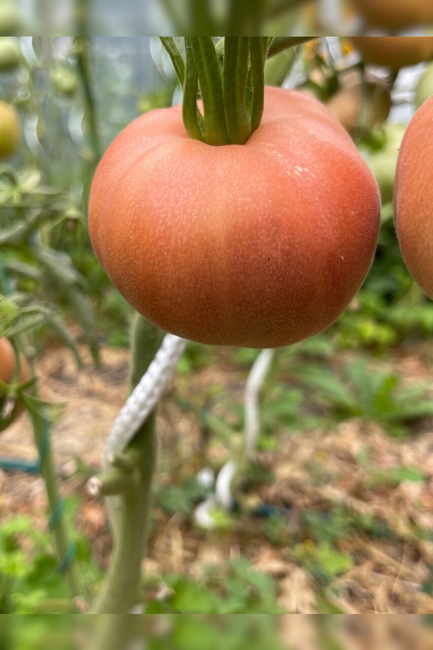 Tomate "Ananas Noir" - BIO-Tomatesorte [samenfest]