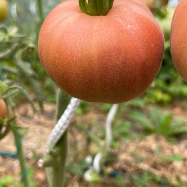 Tomate "Ananas Noir" - BIO-Tomatesorte [samenfest]