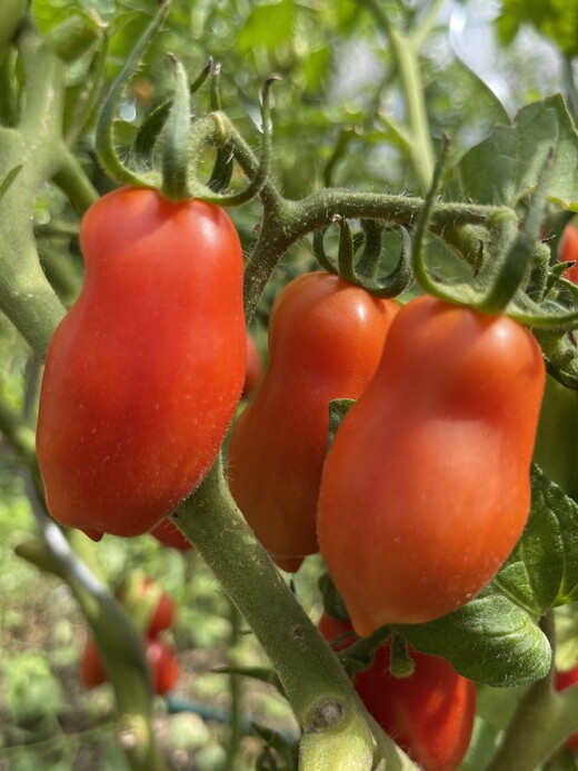 Tomaten-Set "Alte Tomatensorten" - 4 BIO-Sorten [samenfest]