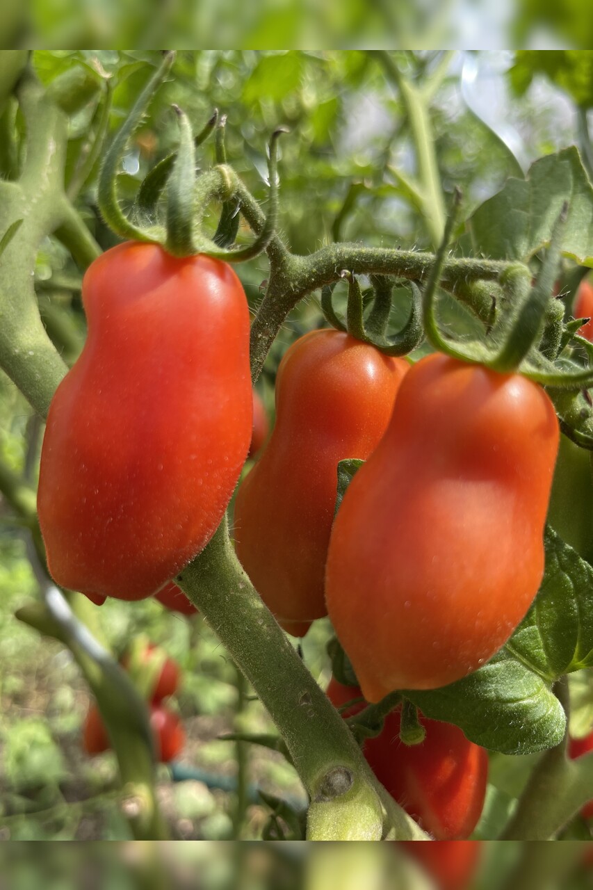 Tomaten-Set "Alte Tomatensorten" - 4 BIO-Sorten [samenfest]