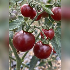 Tomate "Blue Pitts" - BIO-Tomatensorte [samenfest]
