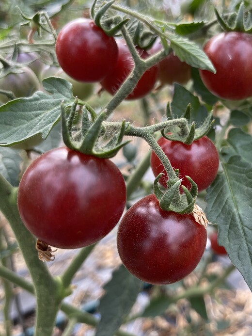 Tomate "Blue Pitts" - BIO-Tomatensorte [samenfest]