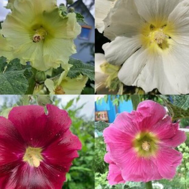 Blumensamen Set "offene Stockrosen" - 4 BIO-Blumensorten [samenfest]