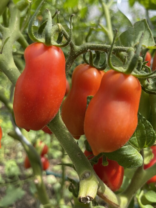 Tomaten Set "Balkontomaten" - 4 BIO-Tomatensorten [samenfest]