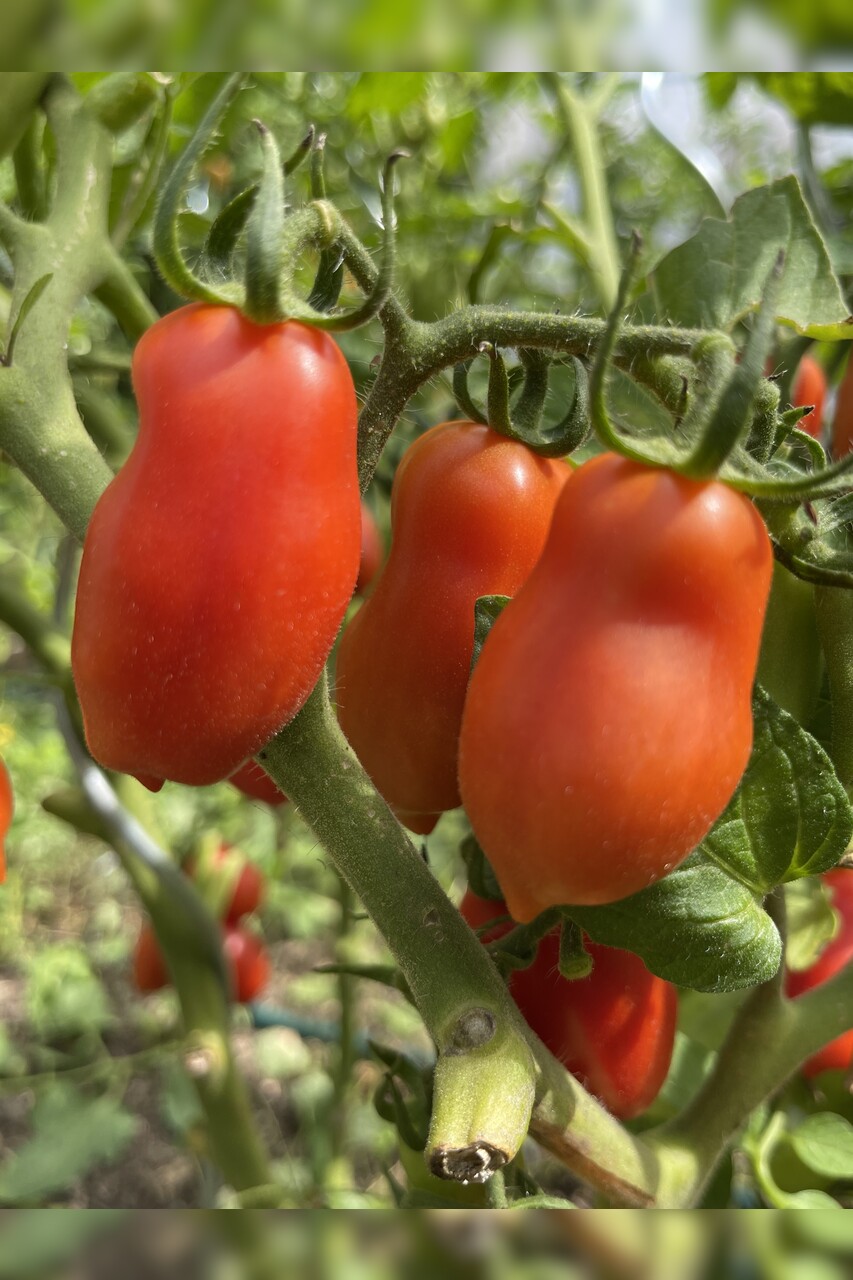 Tomaten-Set "Balkontomaten" - 4 BIO-Tomatensorten [samenfest]